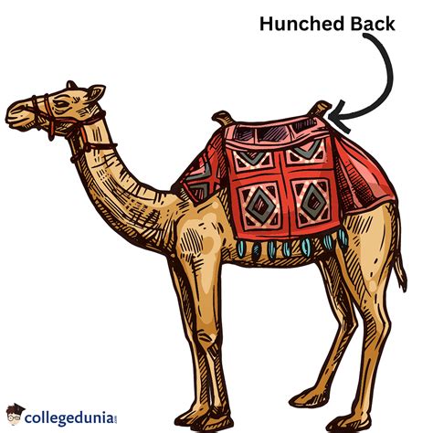www.camel.ph register|Camel.com .